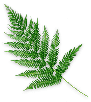feuille_fougere